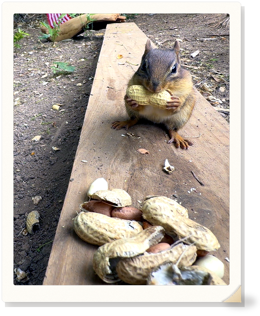 Potato and other chipmunks for St. Mikolas reflections